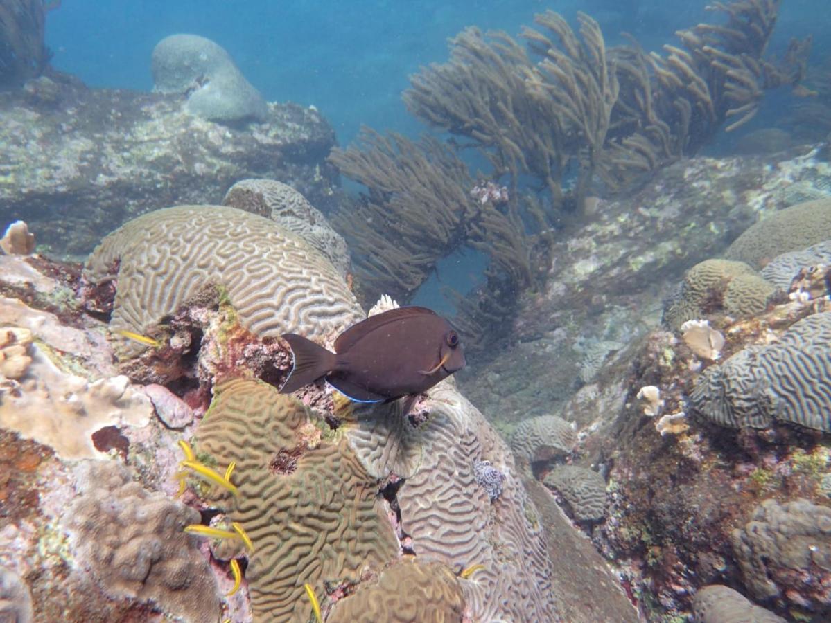 Dive Santa Marta 2* Taganga